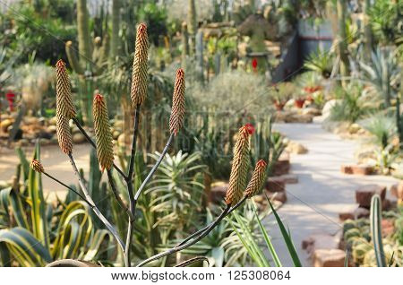 A variety of different cactus species growing inside of the desert greenhouse within Chenshan Botanical Garden shanghai China.
