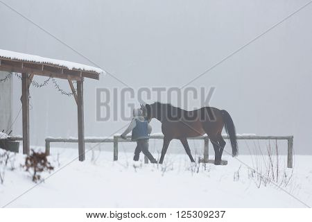 Stableman leads the horse in a stable at winter fog