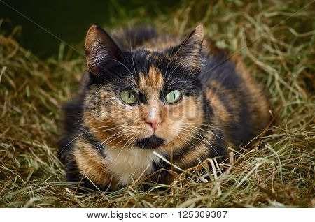 Image of Outbred Cat in the Hay