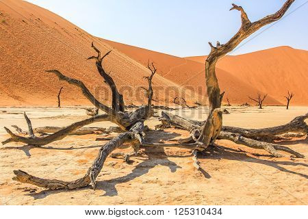 Namib Naukluft tree. Sossusvlei Namib-Naukluft National Park, Namibia.