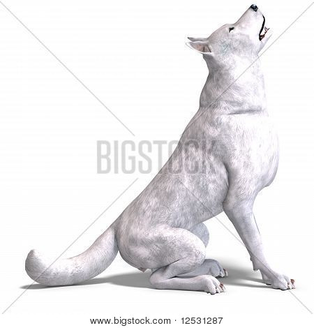 Lobo blanco