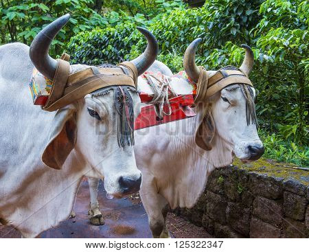 Costa Rican Ox towing a traditional coffee cart