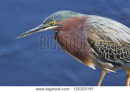 A green heron hunts for fish by the water's edge.