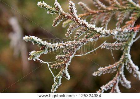 Frozen branches of juniper covered with cobwebs