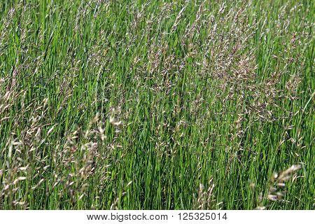 Background of weeds on agricultural meadow close