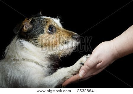 Dog pressing his paw against a woman hand