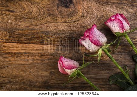 three white and pink rose with water drops on wood