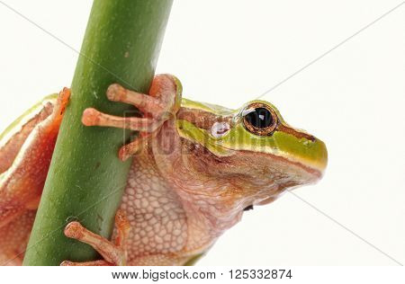 Closeup Green Tree Frogon The Finger Over White Background