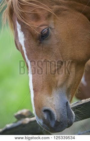 Brown horse at a fence, rural countryside