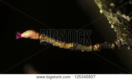 Hazelnut female bud on branch macro on dark blurry background selective focus shallow DOF