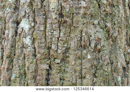 Close up view of highly detailed tree bark texture. Nature wood background