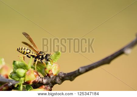 wasp is looking for something on the limb in the spring.