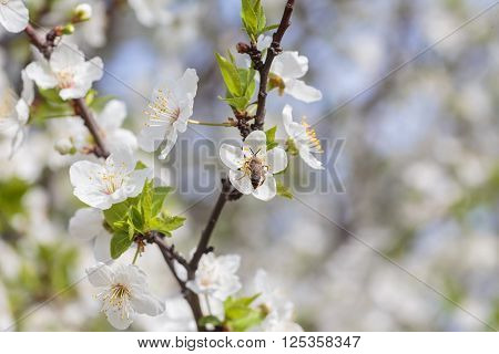 Malus pumila - natural lovely pink fragrant spring flowers of a paradise apple-tree in small DOF