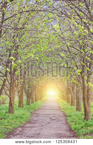 birch forest in sunlight in the morning