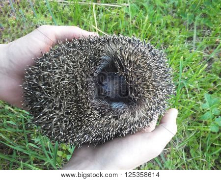 Frightened hedgehog curled up on the palms, summer