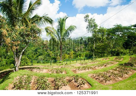Rice paddy field close up in Ubud Bali Indonesia Southeast Asia Asia