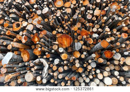 big stack of logs of trees in lumberyard