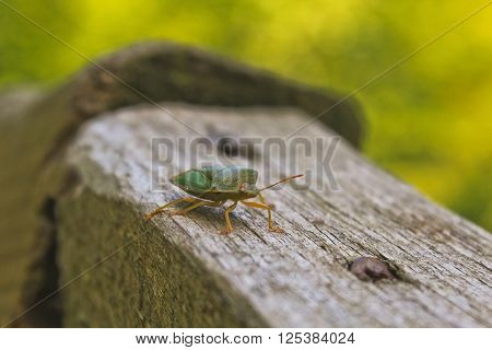 Green stink bug or shield bug on wooden handrail
** Note: Visible grain at 100%, best at smaller sizes