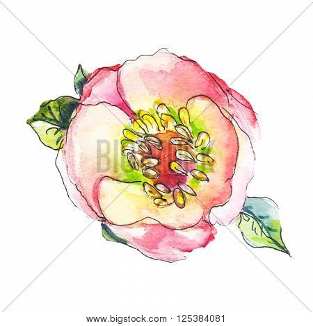 Hand drawn watercolor sketch of roseship isolated.