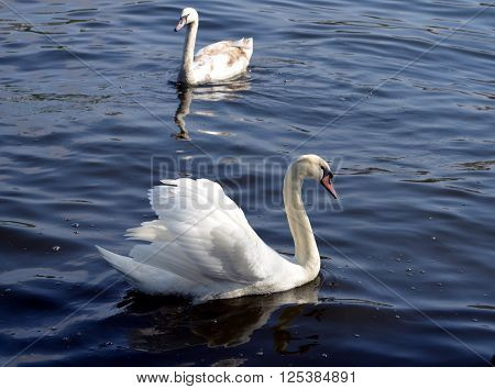 White swan on the water surface at a river