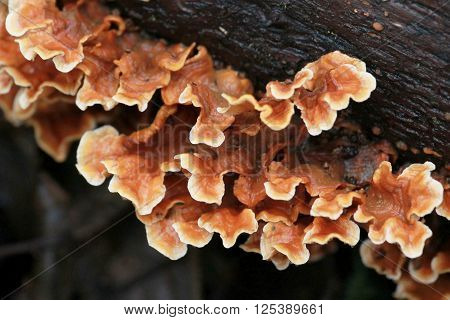 Stereum complicatum Mushrooms Growing on a Log