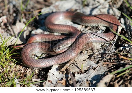 Sharp-tailed Snake (Contia tenuis) in Eastern Washington