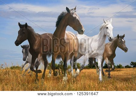 free herd of horses galloping across the steppe spacious