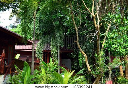 Plants And Jungle At A Resort In Thailand