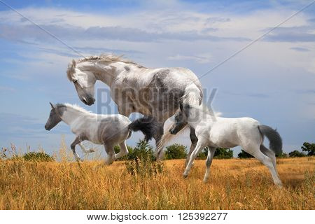 white horse with two foals on meadow