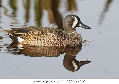 Male Blue-winged Teal - Florida