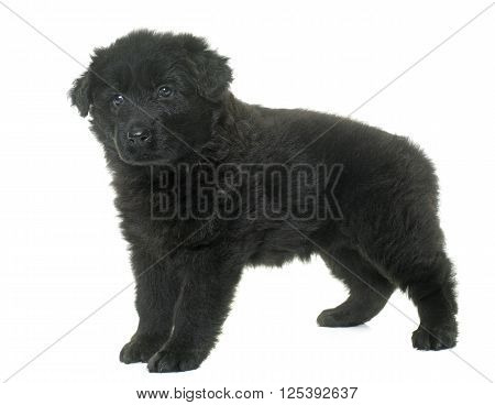 Altdeutsche Schaferhunde in front of white background