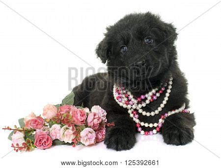 Altdeutsche Schaferhunde in front of white background
** Note: Soft Focus at 100%, best at smaller sizes