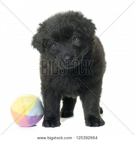 Altdeutsche Schaferhunde in front of white background
** Note: Soft Focus at 100%, best at smaller sizes