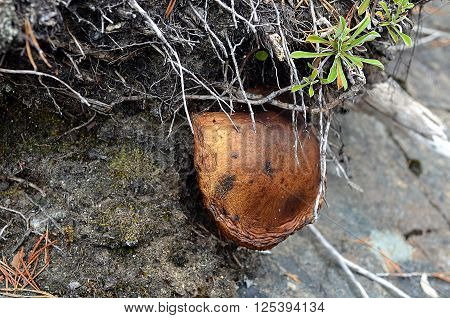 old wild mushroom grown in scrup of a forest