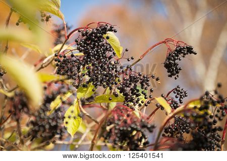 An Elderberry bush with ripe fruits in autumn sunlight
