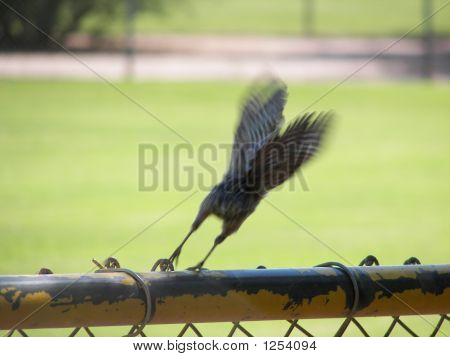 Kaktus Wren vypuštění do letu, chytil v okamžiku startu