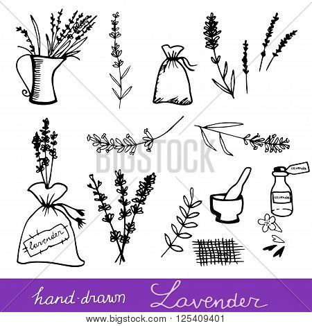 Hand drawn lavander set monochrome on light background