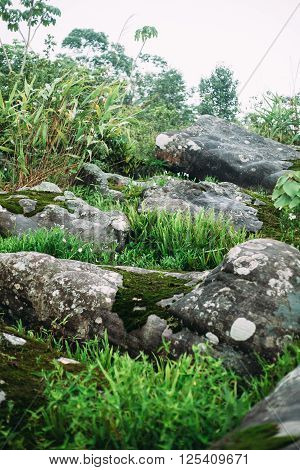 The ground with grass , plant , moss and stone