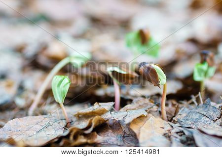 close up germinating seedlings beech leaf drop