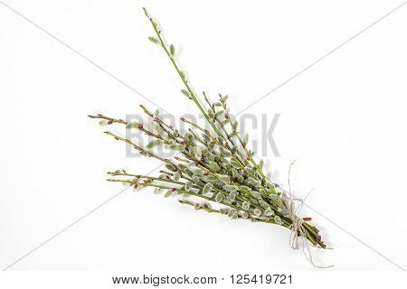 willow twigs with catkins isolated on white background..