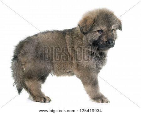 Altdeutsche Schaferhunde in front of white background
** Note: Soft Focus at 100%, best at smaller sizes