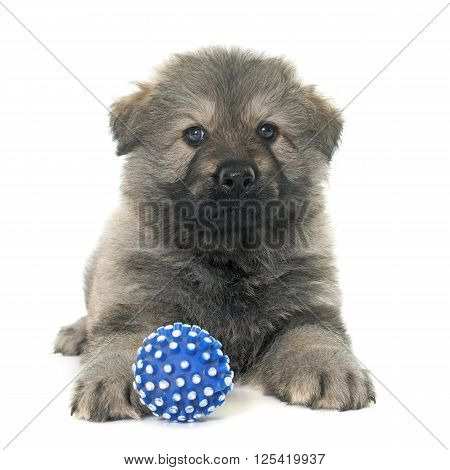 Altdeutsche Schaferhunde in front of white background
** Note: Soft Focus at 100%, best at smaller sizes
