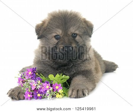 Altdeutsche Schaferhunde in front of white background
** Note: Soft Focus at 100%, best at smaller sizes
