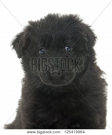 Altdeutsche Schaferhunde in front of white background
** Note: Soft Focus at 100%, best at smaller sizes