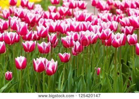 Beautiful Tulip In The Garden