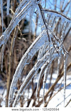 Icicles formed around twigs and tree branches,