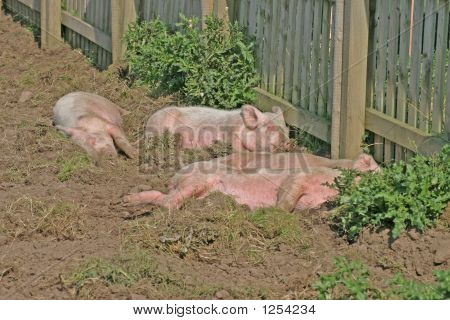 Weinig biggen