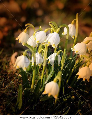 Beautiful spring primroses snowdrops photographed close up