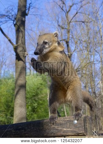 South-american Coati