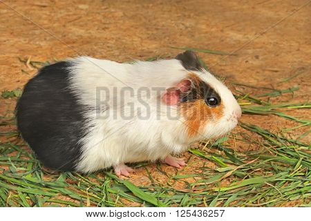 Mature guinea pig (Latin name: cavia porcelus) eating green grass on the horizontal decking